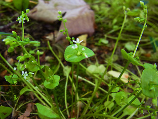 Claytonia perfoliata