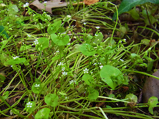 Claytonia perfoliata