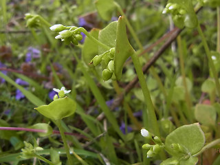 Claytonia perfoliata