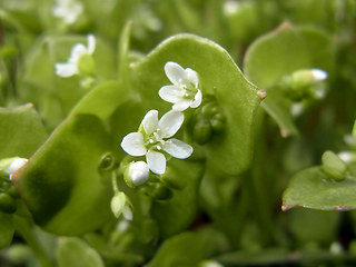 Claytonia perfoliata