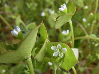 Claytonia perfoliata