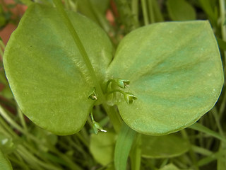 Claytonia perfoliata