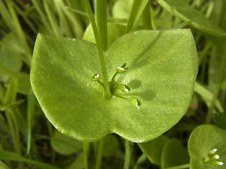 Claytonia perfoliata