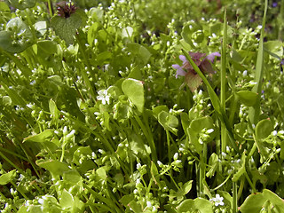 Claytonia perfoliata