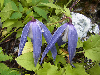 Clematis alpina