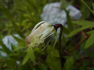 Clematis alpina