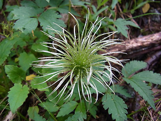 Clematis alpina