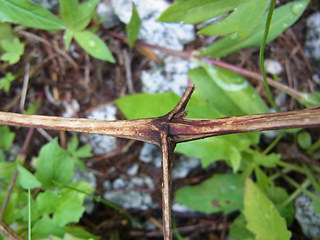 Clematis alpina