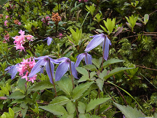 Clematis alpina