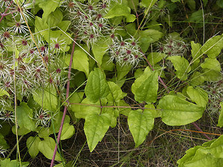 Clematis vitalba