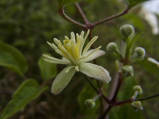 Clematis vitalba