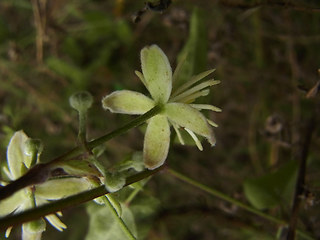 Clematis vitalba