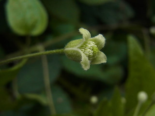 Clematis vitalba