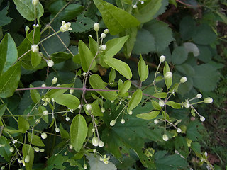 Clematis vitalba