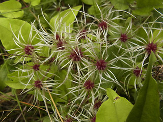 Clematis vitalba