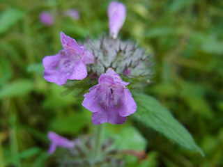 Clinopodium vulgare