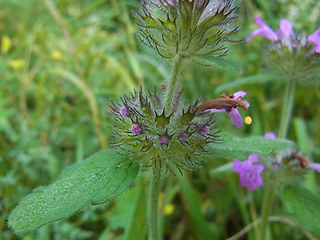 Clinopodium vulgare