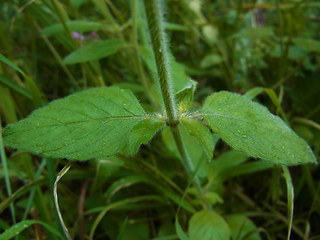 Clinopodium vulgare