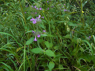 Clinopodium vulgare