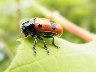 Clytra laeviuscula