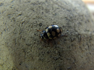 Coccinula quatuordecimpustulata