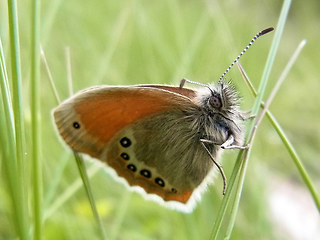 Coenonympha gardetta