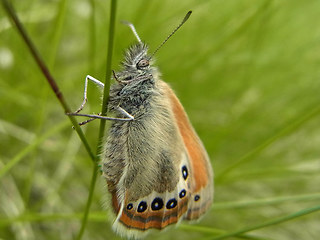 Coenonympha gardetta