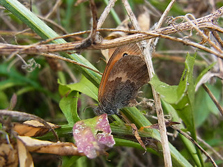 Coenonympha pamphilus