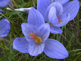 Colchicum autumnale