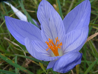 Colchicum autumnale