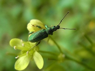 Coleoptera 32