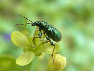 Coleoptera 32