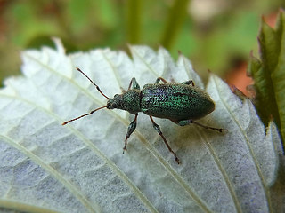 Coleoptera 32