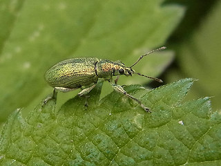 Coleoptera 33