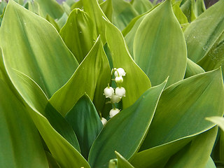 Convallaria majalis