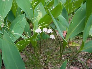 Convallaria majalis