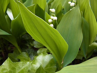 Convallaria majalis