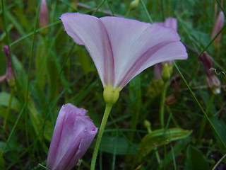 Convolvulus arvensis