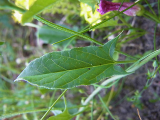 Convolvulus arvensis