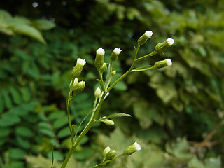 Conyza canadensis