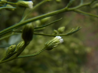 Conyza canadensis