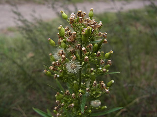 Conyza canadensis