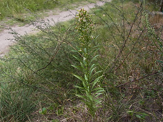 Conyza canadensis