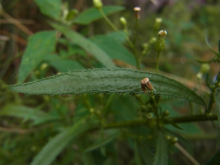 Conyza canadensis