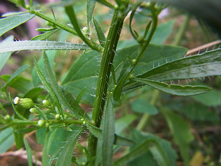 Conyza canadensis