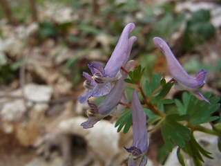 Corydalis solida