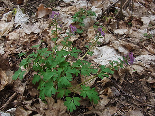 Corydalis solida