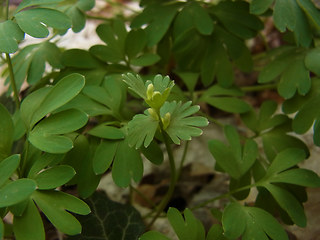 Corydalis solida