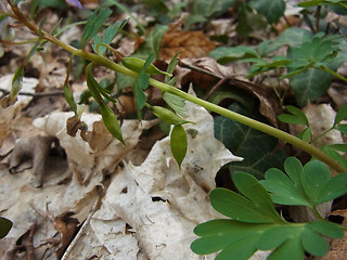 Corydalis solida