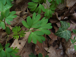 Corydalis solida